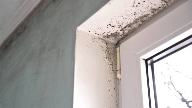 Best Attic Mold Removal  in Grapevine, TX