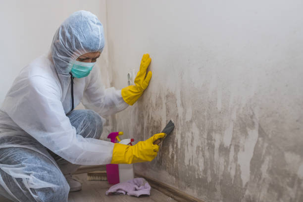 Attic Mold Removal in Grapevine, TX