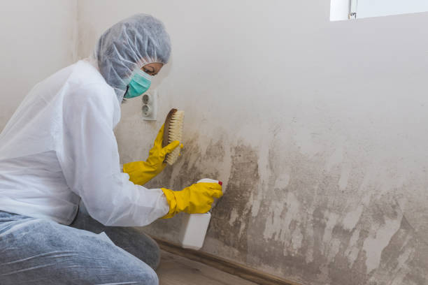 Mold Removal and Inspection in Grapevine, TX