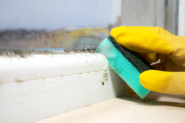 Best Mold Removal and Inspection  in Grapevine, TX